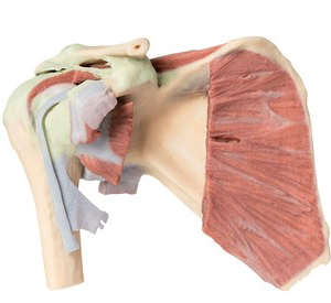 Hombro: disección profunda de la cintura escapular derecha,  conservando la escápula completa, la clavícula lateral y el húmero proximal