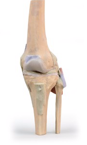 Articulación de la Rodilla Extendida