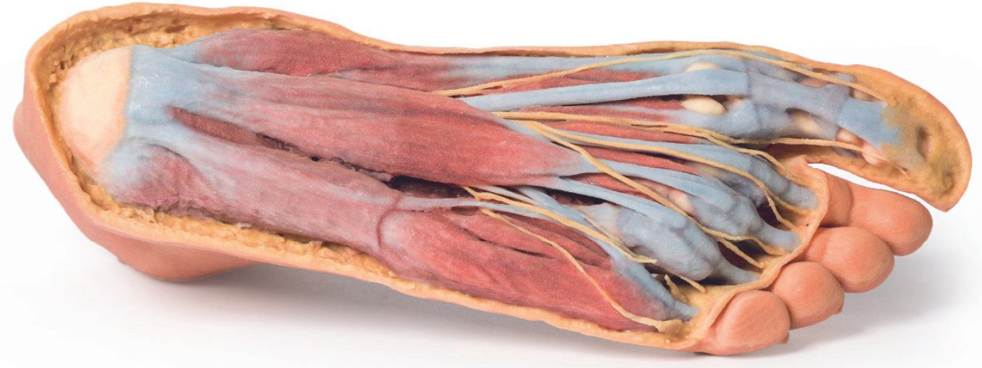Serie 3D Anatomy